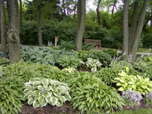 Теневыносливые и тенелюбивые растения. Теневыносливые деревья и кустарники: виды, посадка и уход