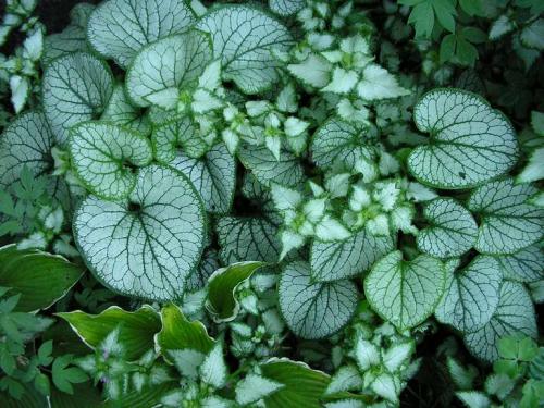 Теневыносливые растения примеры. Список тенелюбивых цветов и растений (21 фото), особенности ухода. Примеры посадки