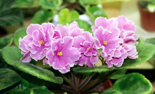 Тенелюбивые цветы для дома. Названия цветущих