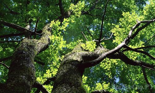 Тенелюбивые растения для сада многолетние. Тенелюбивые растения для сада и огорода