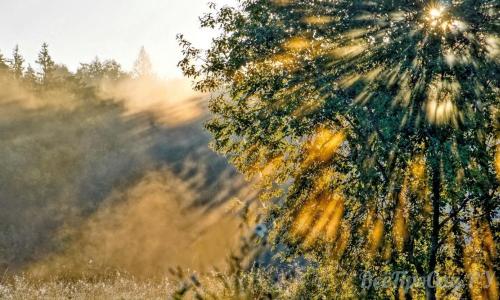 Тенелюбивые растения для сада многолетние. Тенелюбивые растения для сада и огорода