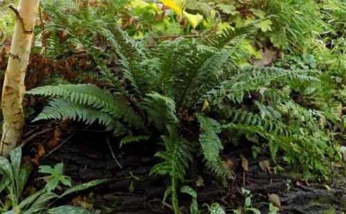 Вьющиеся растения для тенистого сада. Неприхотливые, тенелюбивые, многолетние растения для сада – названия и фото