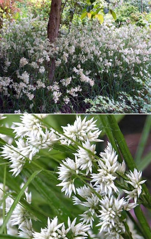 Вьющиеся растения для тенистого сада. Неприхотливые, тенелюбивые, многолетние растения для сада – названия и фото