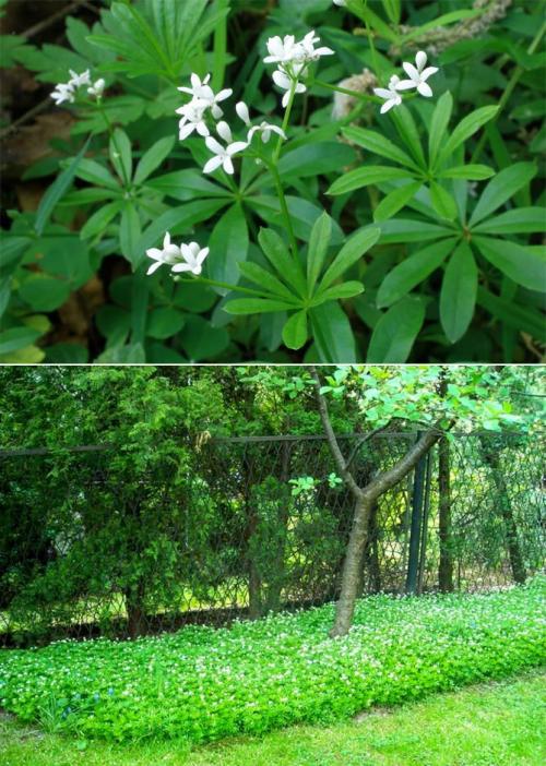 Вьющиеся растения для тенистого сада. Неприхотливые, тенелюбивые, многолетние растения для сада – названия и фото