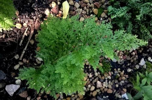 Вьющиеся растения для тенистого сада. Неприхотливые, тенелюбивые, многолетние растения для сада – названия и фото