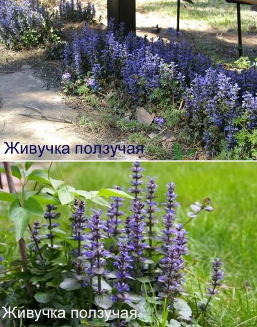 Вьющиеся растения для тенистого сада. Неприхотливые, тенелюбивые, многолетние растения для сада – названия и фото