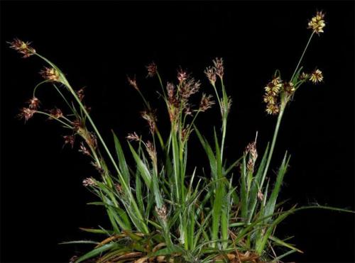 Вьющиеся растения для тенистого сада. Неприхотливые, тенелюбивые, многолетние растения для сада – названия и фото