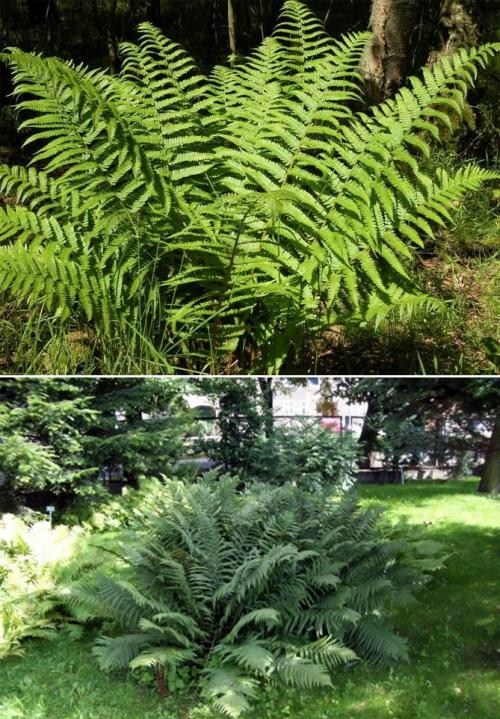 Вьющиеся растения для тенистого сада. Неприхотливые, тенелюбивые, многолетние растения для сада – названия и фото