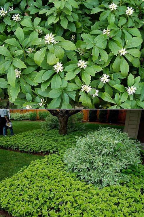 Вьющиеся растения для тенистого сада. Неприхотливые, тенелюбивые, многолетние растения для сада – названия и фото