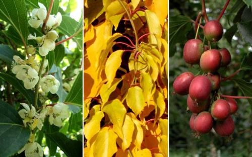 Вьющиеся растения для навеса. Быстрорастущие вьющиеся растения для дачи с фото и названием, а также рекомендации по уходу