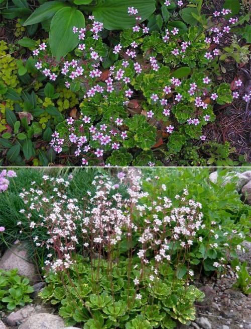 Вьющиеся растения для тенистого сада. Неприхотливые, тенелюбивые, многолетние растения для сада – названия и фото