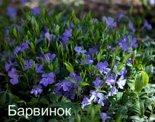 Вьющиеся растения для тенистого сада. Неприхотливые, тенелюбивые, многолетние растения для сада – названия и фото