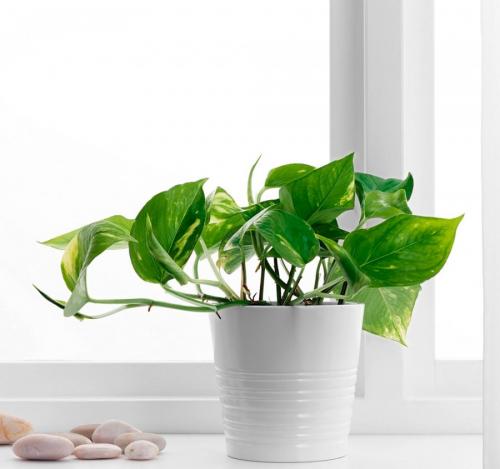 Вьющиеся цветы комнатные. Вьющиеся комнатные растения: применение в домашних условиях, на участке, в саду и в ландшафтном дизайне (130 фото)