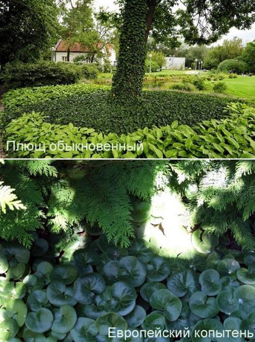 Вьющиеся растения для тенистого сада. Неприхотливые, тенелюбивые, многолетние растения для сада – названия и фото