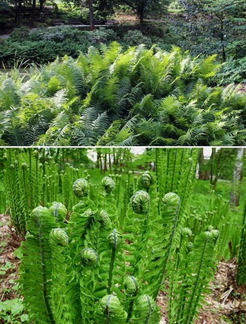 Вьющиеся растения для тенистого сада. Неприхотливые, тенелюбивые, многолетние растения для сада – названия и фото