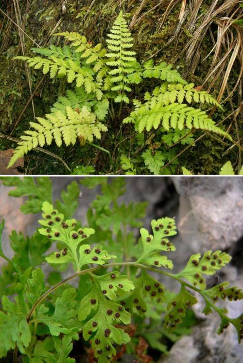 Вьющиеся растения для тенистого сада. Неприхотливые, тенелюбивые, многолетние растения для сада – названия и фото