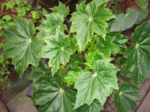 Топ-5 самых красивых тенелюбивых лиан. Лианы для дачи: как использовать вьющиеся многолетники и однолетники в ландшафтном дизайне 13 Топ-5 самых красивых тенелюбивых лиан. Лианы для дачи: как использовать вьющиеся многолетники и однолетники в ландшафтном дизайне 13