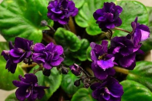 Топ-5 самых красивых тенелюбивых лиан. Лианы для дачи: как использовать вьющиеся многолетники и однолетники в ландшафтном дизайне 12 Топ-5 самых красивых тенелюбивых лиан. Лианы для дачи: как использовать вьющиеся многолетники и однолетники в ландшафтном дизайне 12