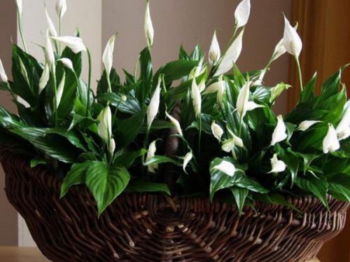 Топ-5 самых красивых тенелюбивых лиан. Лианы для дачи: как использовать вьющиеся многолетники и однолетники в ландшафтном дизайне 14 Топ-5 самых красивых тенелюбивых лиан. Лианы для дачи: как использовать вьющиеся многолетники и однолетники в ландшафтном дизайне 14