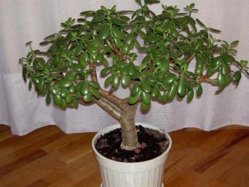 Топ-5 самых красивых тенелюбивых лиан. Лианы для дачи: как использовать вьющиеся многолетники и однолетники в ландшафтном дизайне 06 Топ-5 самых красивых тенелюбивых лиан. Лианы для дачи: как использовать вьющиеся многолетники и однолетники в ландшафтном дизайне 06