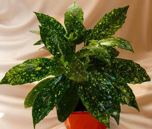 Самые теневыносливые комнатные растения. Декоративно-лиственные тенелюбивые растения