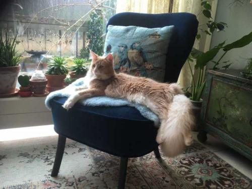 Кресла икеа в интерьере. Кресло ИКЕА: ТОП-200 фото новых моделей, а также фото идеального размещения в интерьере