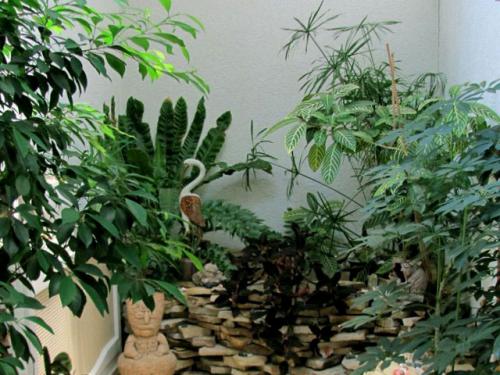 Тенелюбивые растения для дома. 33 тенелюбивые комнатные растения с минимальными требованиями к освещению