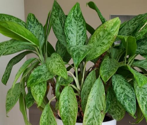 Тенелюбивые растения для дома. 33 тенелюбивые комнатные растения с минимальными требованиями к освещению