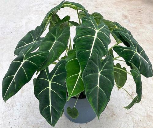 Тенелюбивые растения для дома. 33 тенелюбивые комнатные растения с минимальными требованиями к освещению