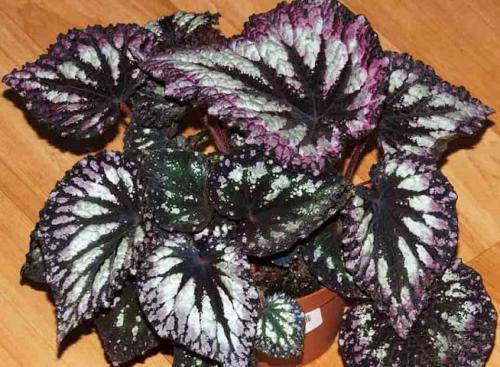 Тенелюбивые растения для дома. 33 тенелюбивые комнатные растения с минимальными требованиями к освещению