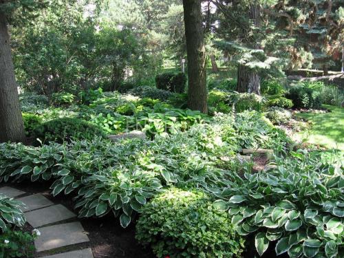 Неприхотливые теневыносливые цветы для сада. Особенности тенелюбивых растений