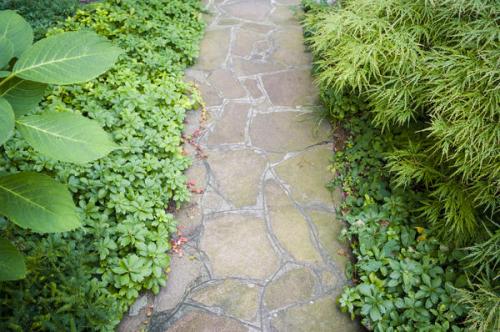 Вечнозеленые растения для тени. Что посадить в тени вместо газона? Все гениальное просто