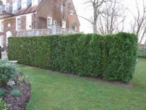 Тенелюбивые и теневыносливые кустарники для сада. Какие растения растут в тени