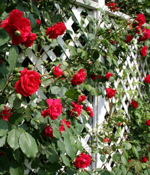 Из чего сделать шпалеру для вьющихся растений. Виды шпалер и какой материал лучше выбрать 27