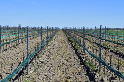 Из чего сделать шпалеру для вьющихся растений. Виды шпалер и какой материал лучше выбрать 18