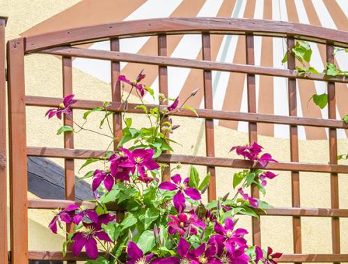 Из чего сделать шпалеру для вьющихся растений. Виды шпалер и какой материал лучше выбрать 16