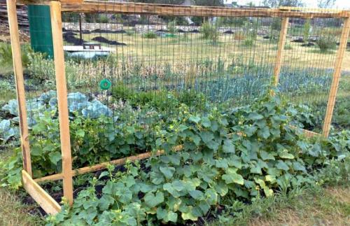 Из чего можно сделать шпалеру. Пошаговая инструкция создания шпалеры