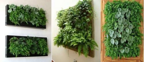 Растения для вертикального озеленения в квартире. Как подбирать растения