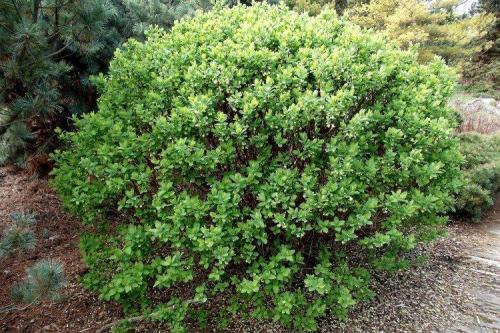 Декоративные кустарники на приусадебном участке. Декоративные кустарники: названия, фото и описания (каталог)