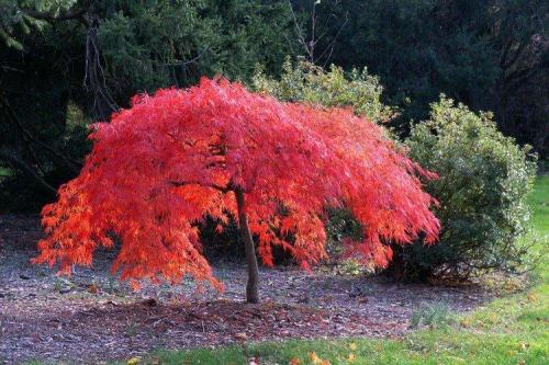 Декоративные кустарники на приусадебном участке. Декоративные кустарники: названия, фото и описания (каталог)