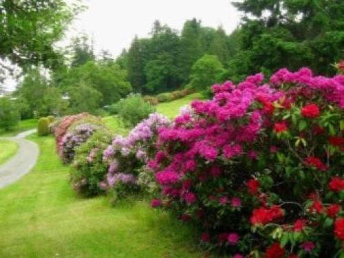 Декоративные деревья и кусты для дизайна сада. Хвойные сорта 06