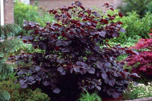 Декоративные кустарники на приусадебном участке. Декоративные кустарники: названия, фото и описания (каталог)