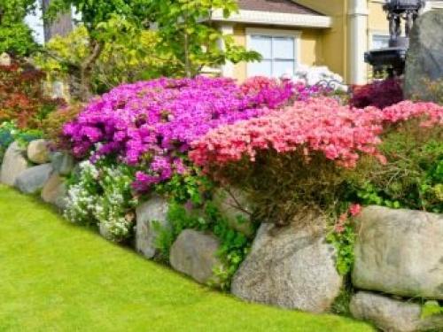 Декоративные деревья и кусты для дизайна сада. Хвойные сорта 05