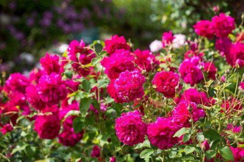 Декоративные кустарники на приусадебном участке. Декоративные кустарники: названия, фото и описания (каталог)