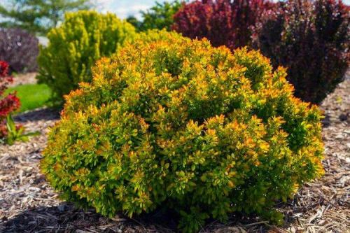 Декоративные кустарники на приусадебном участке. Декоративные кустарники: названия, фото и описания (каталог)