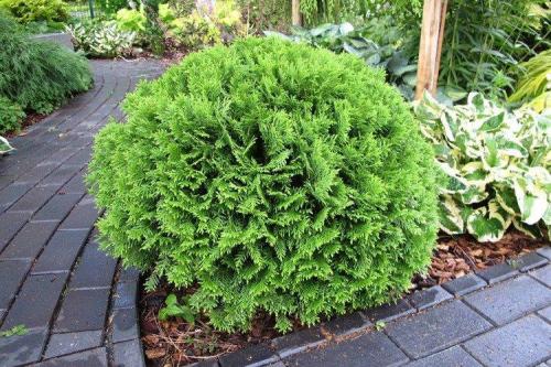 Декоративные кустарники на приусадебном участке. Декоративные кустарники: названия, фото и описания (каталог)