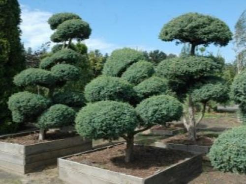 Декоративные деревья и кусты для дизайна сада. Хвойные сорта 03