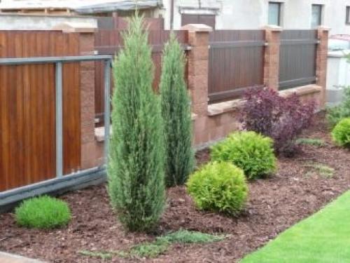 Декоративные деревья и кусты для дизайна сада. Хвойные сорта 02