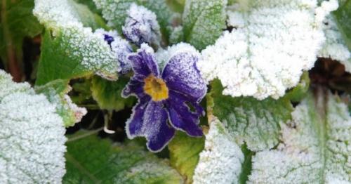 Зимостойкие многолетники. Самые морозостойкие многолетники для севера — широкий выбор для каждого цветовода