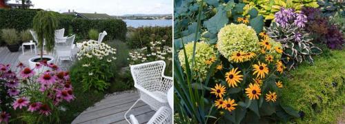 Лучшие многолетники. Многолетние цветы для дачи